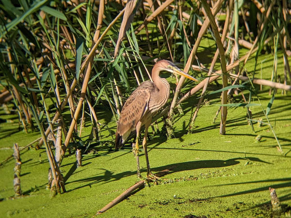 Purple Heron - ML474322141