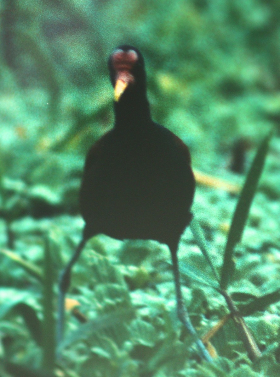 Wattled Jacana - Dave Czaplak