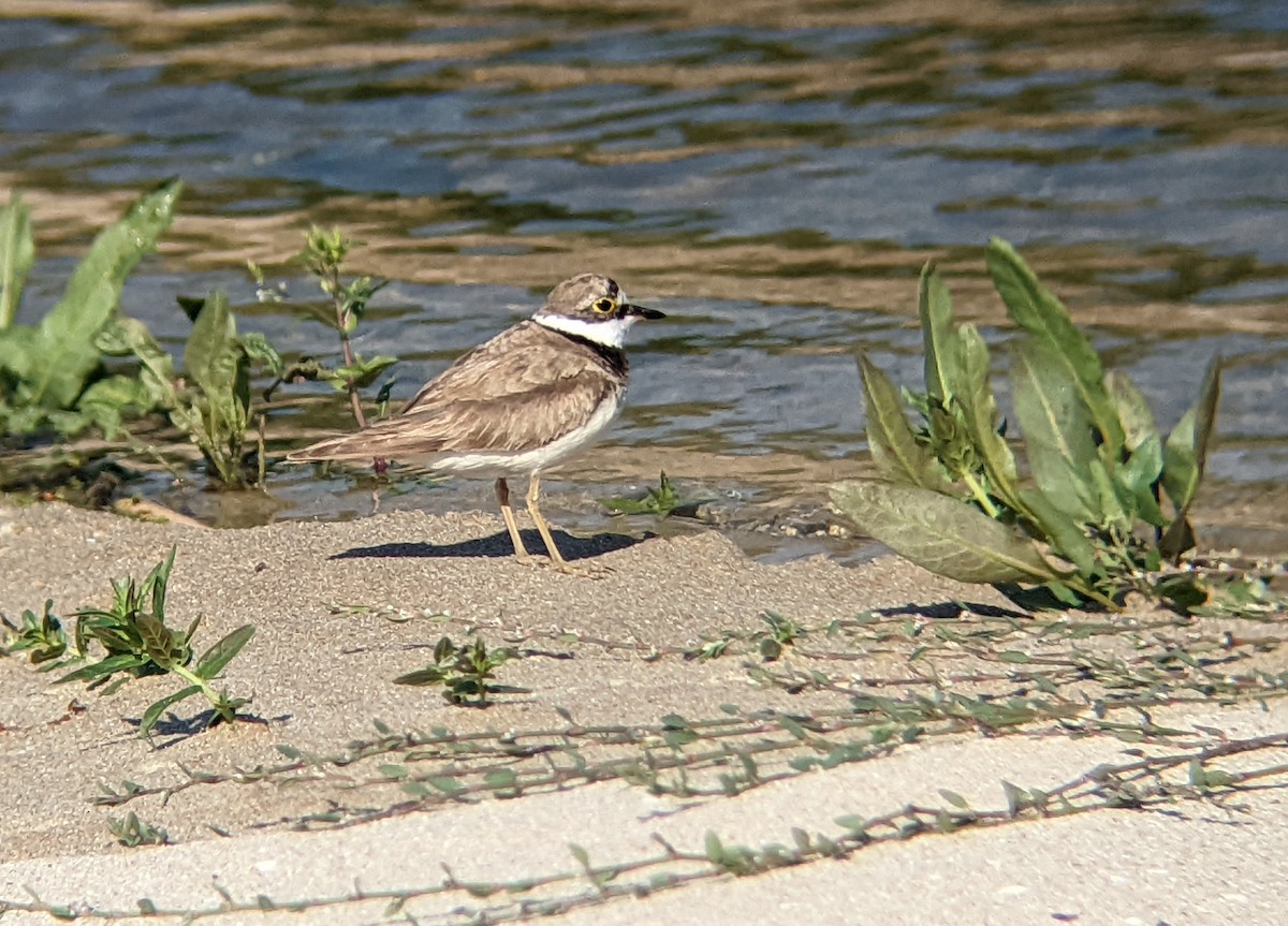 Little Ringed Plover - Konstantin Stoychev