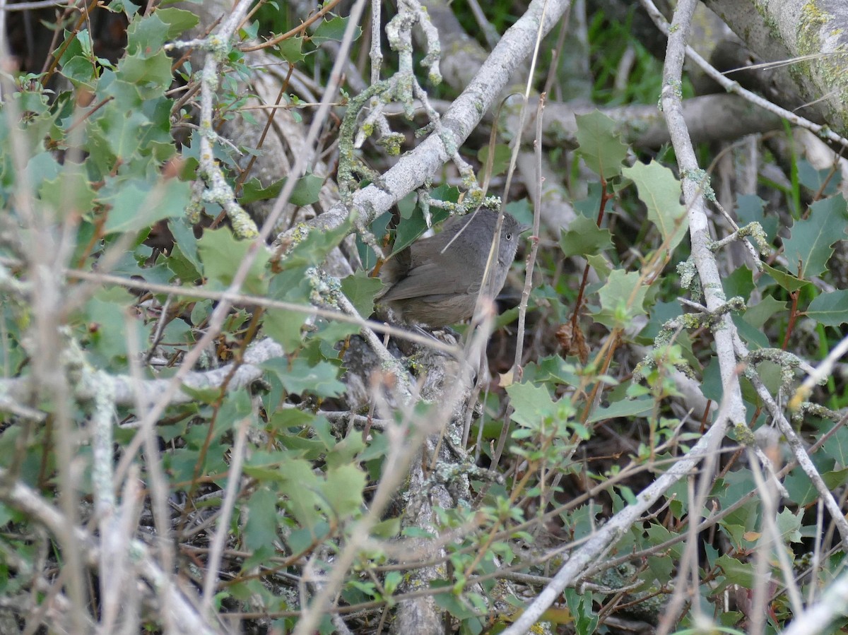 Wrentit - Mary Hansen