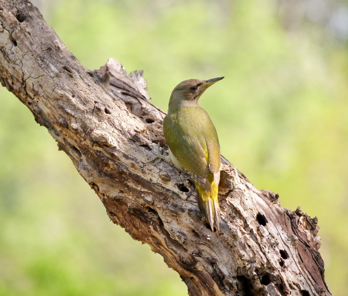 Gray-headed Woodpecker - ML474323741