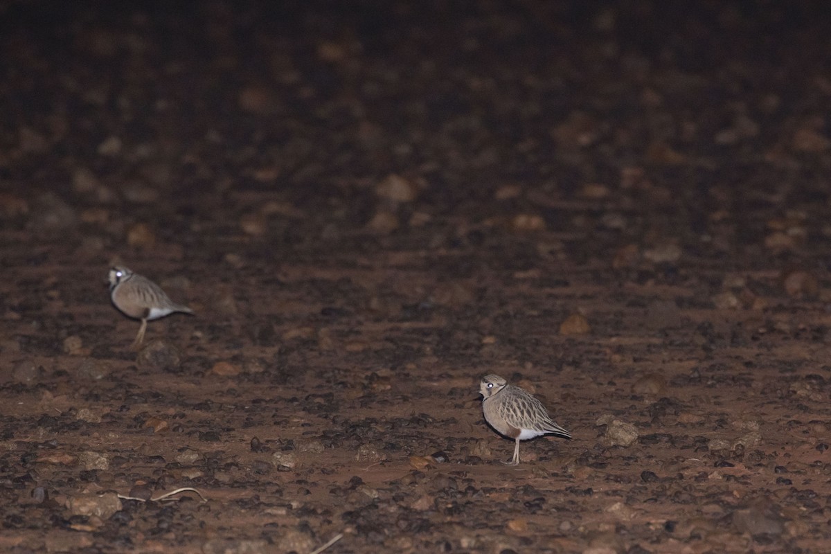 Inland Dotterel - Isaac Clarey