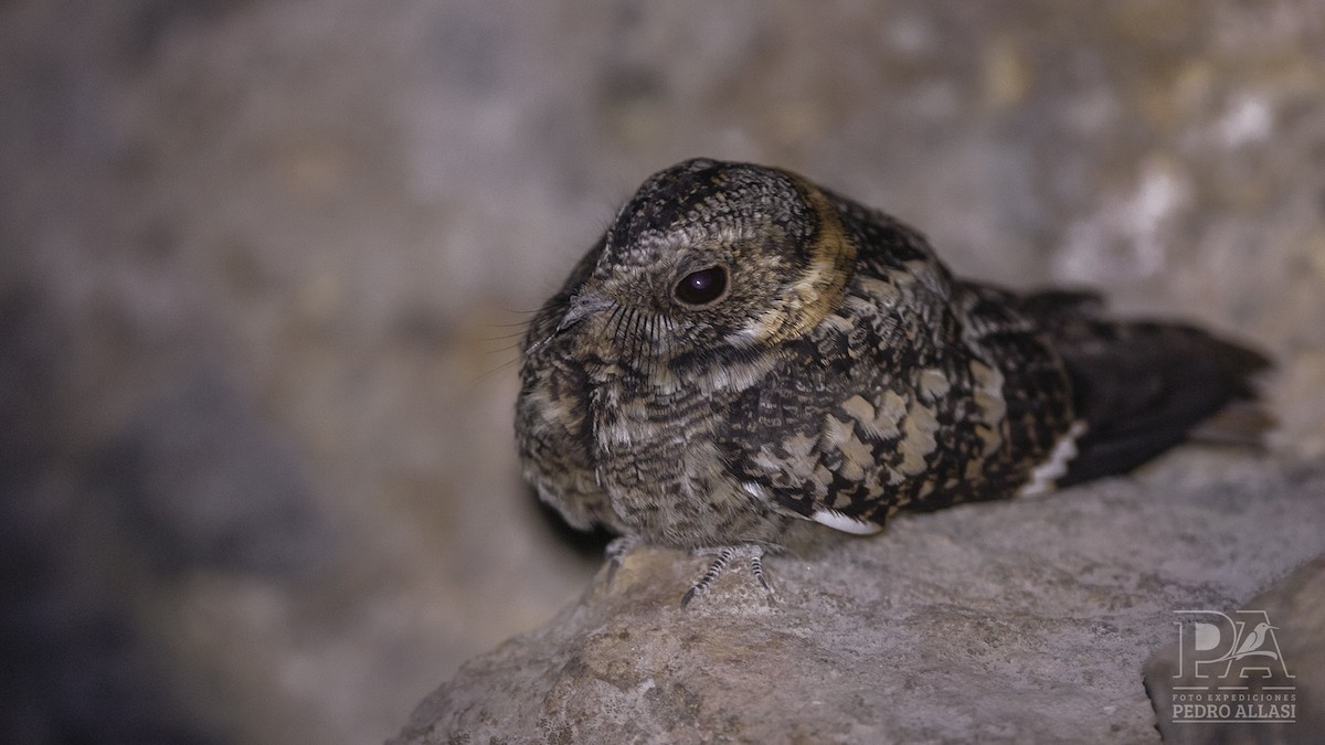 Band-winged Nightjar - ML474324191