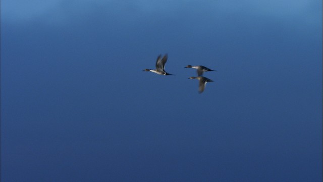 Northern Pintail - ML474325