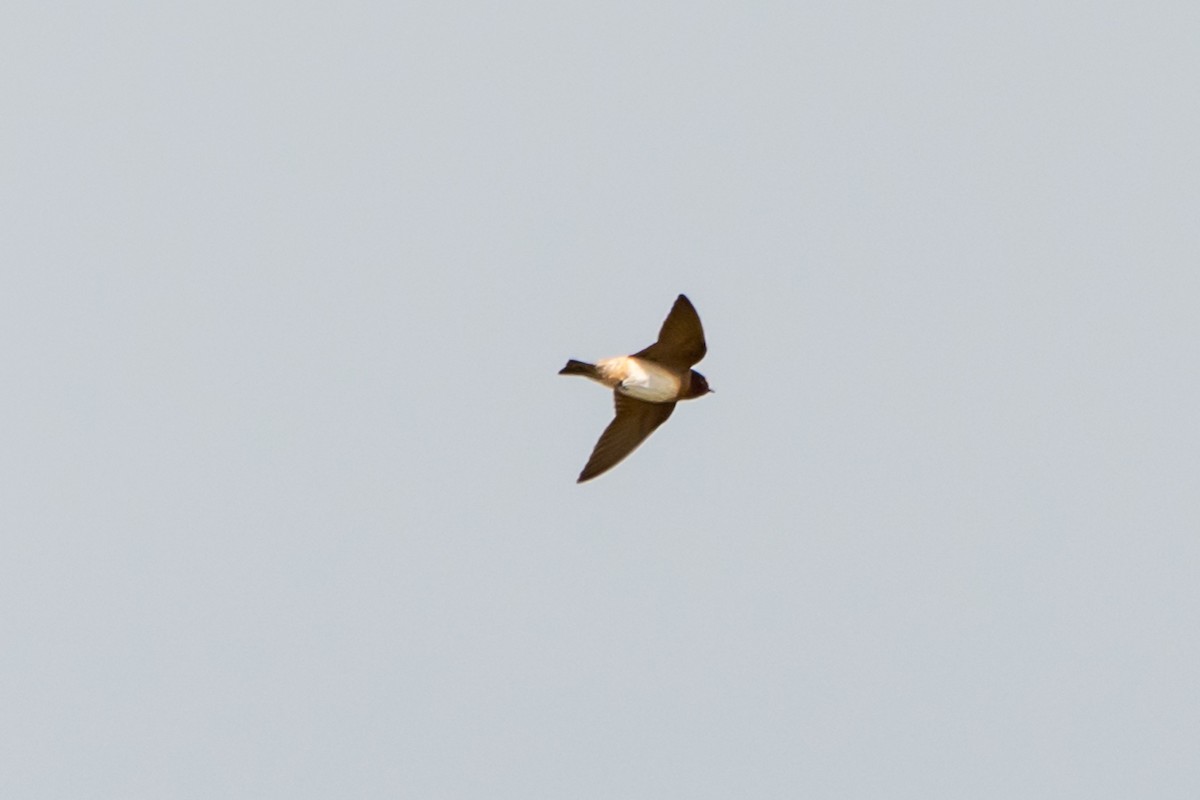 Cliff Swallow - ML474325421