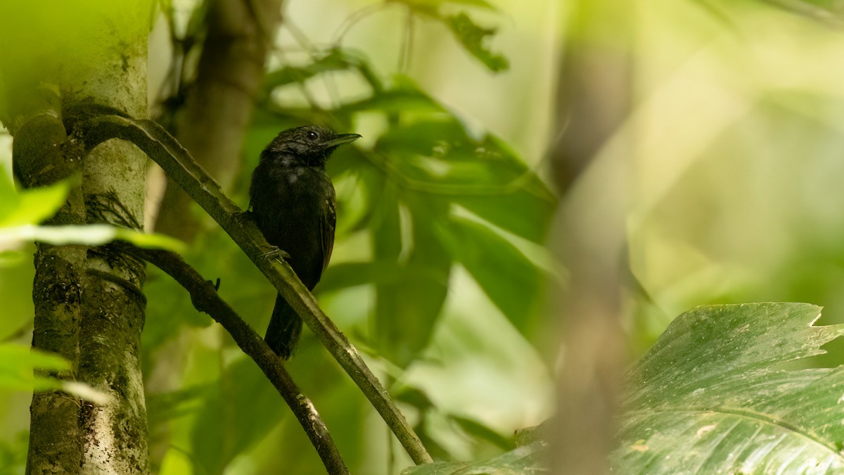 Spiny-faced Antshrike - Robert Tizard