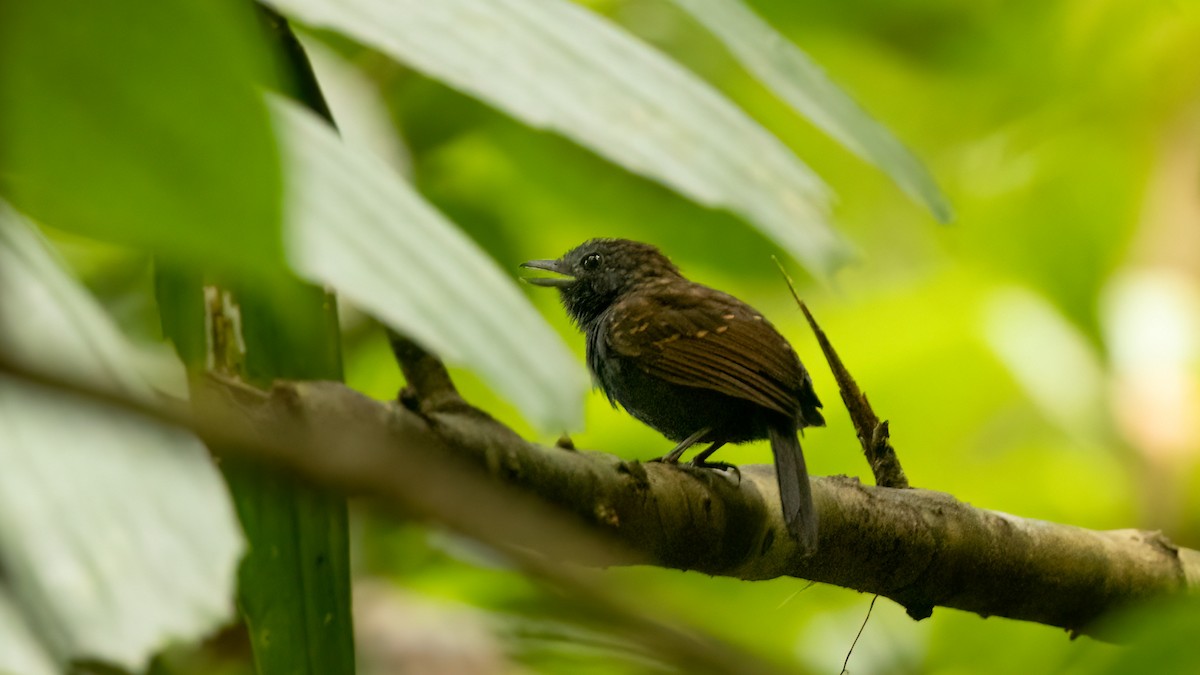 Spiny-faced Antshrike - Robert Tizard