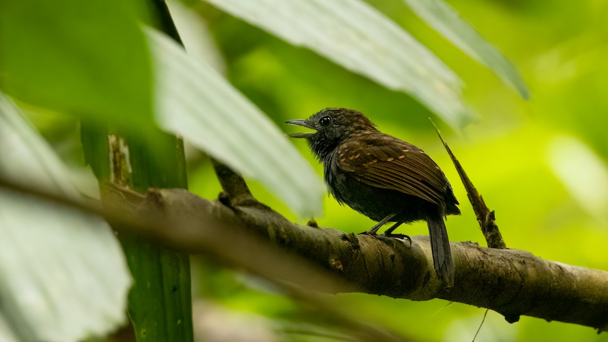 Spiny-faced Antshrike - Robert Tizard