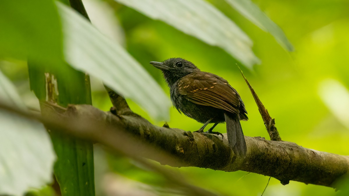 Spiny-faced Antshrike - ML474325881