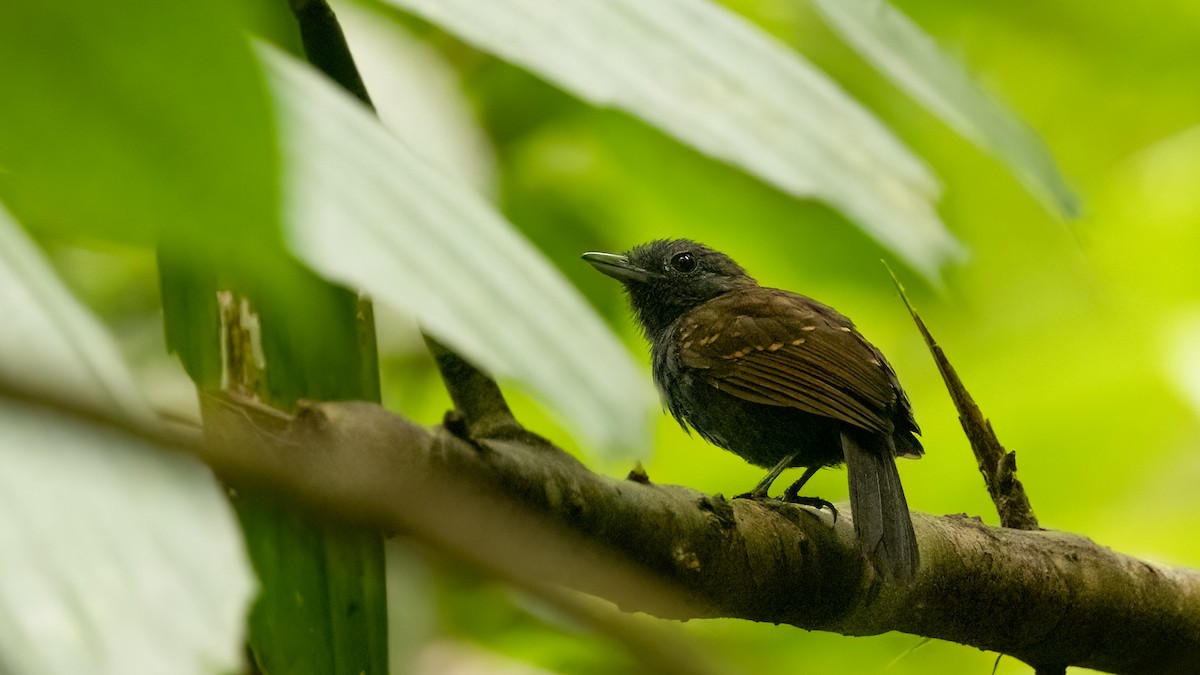 Spiny-faced Antshrike - ML474325891