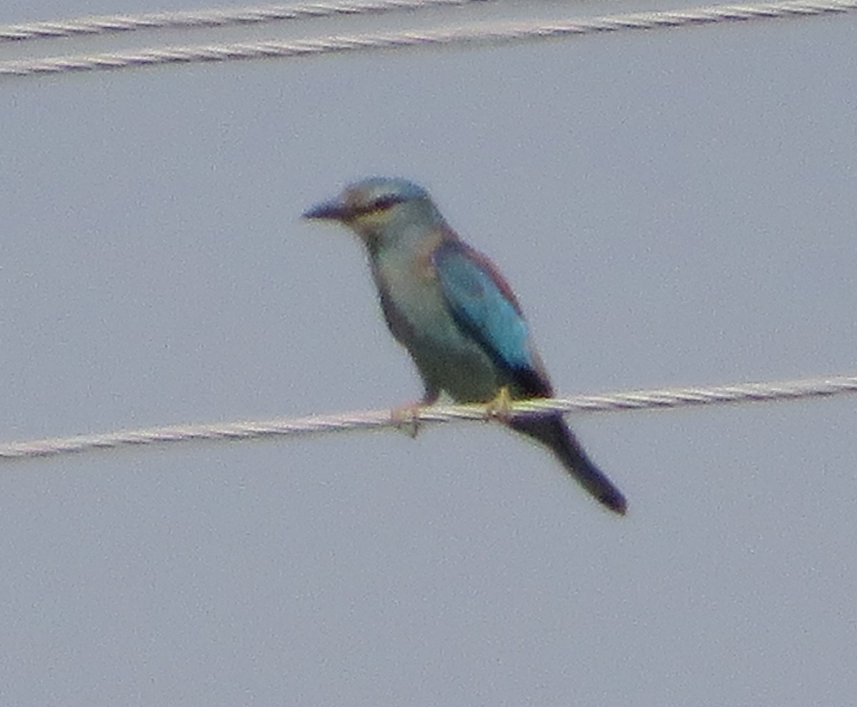 European Roller - Eduardo Blanco Vega