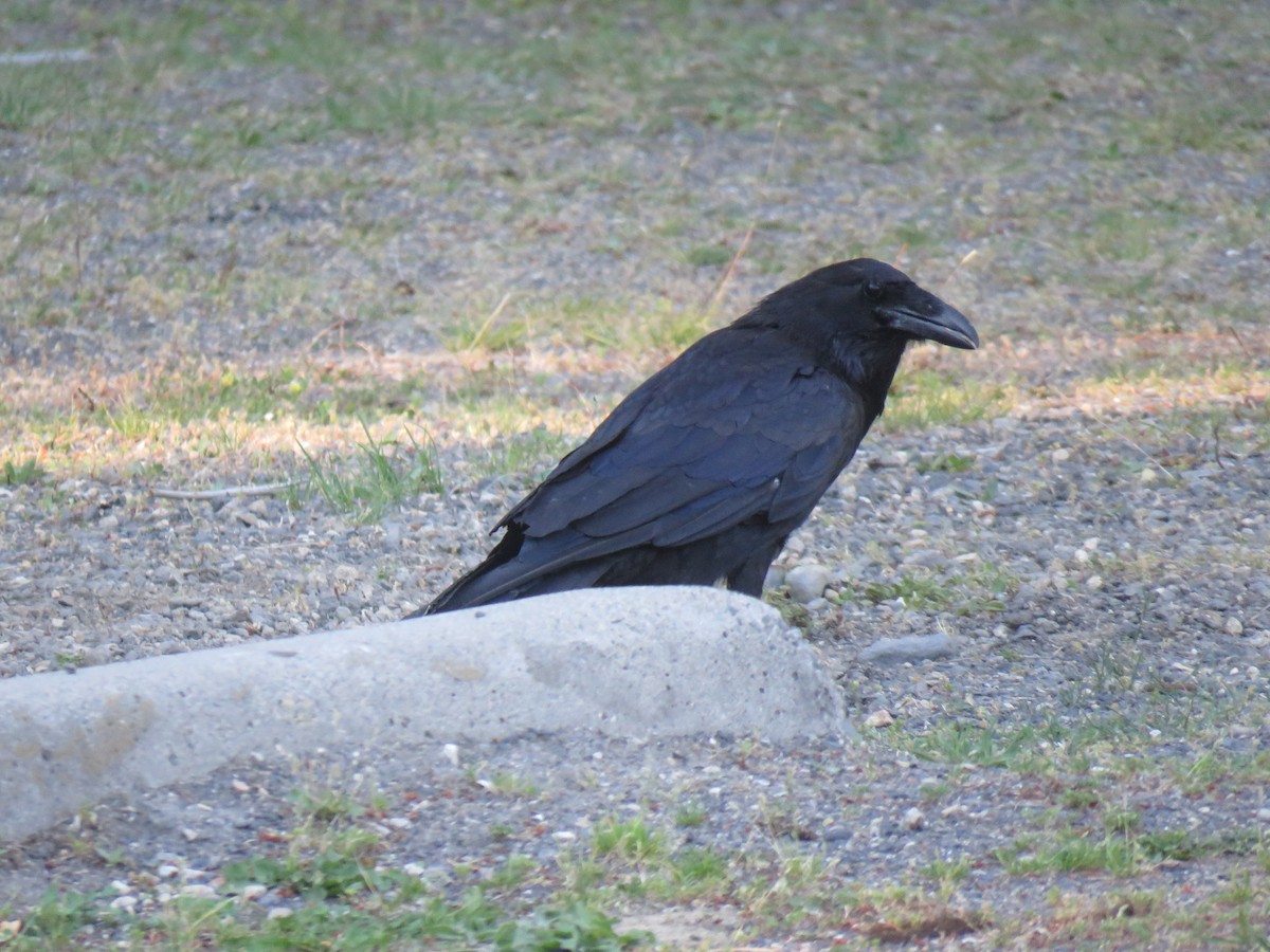 Common Raven - ML474326651