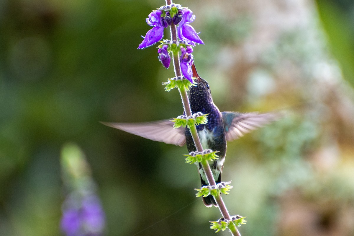 kolibřík safírový - ML474329301