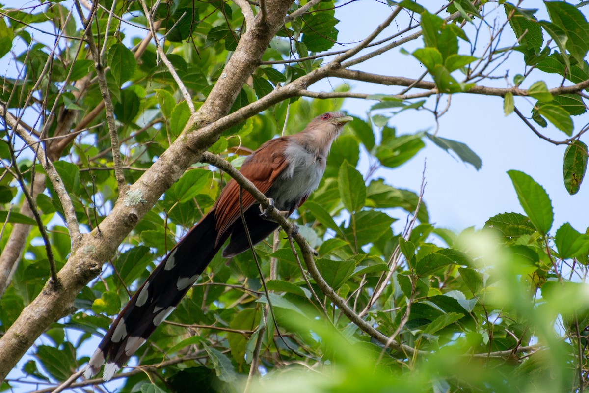 Squirrel Cuckoo - Marcos Eugênio Birding Guide