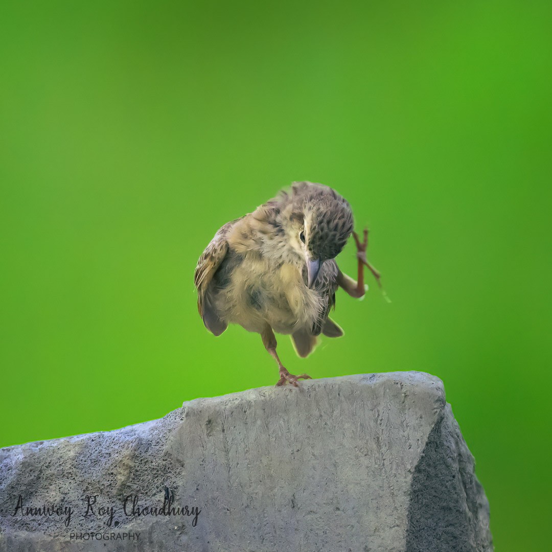 Bengal Bushlark - ML474329891