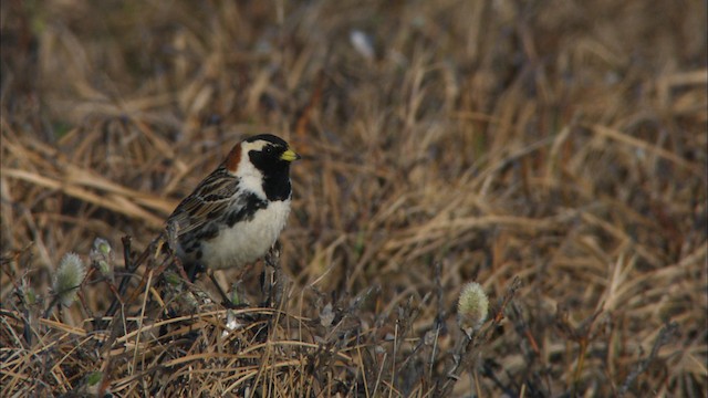 Lapland Longspur - ML474330