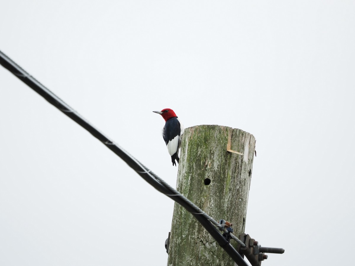 Red-headed Woodpecker - ML474330021