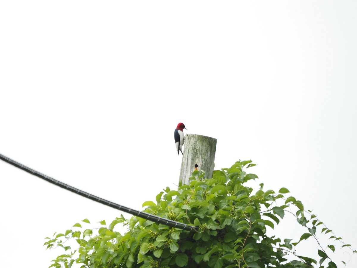Red-headed Woodpecker - ML474330041