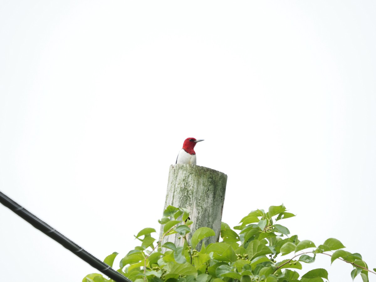 Red-headed Woodpecker - ML474330051