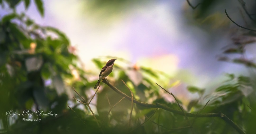 Bar-winged Flycatcher-shrike - ML474330671