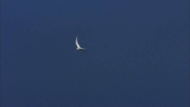 Arctic Tern - ML474331