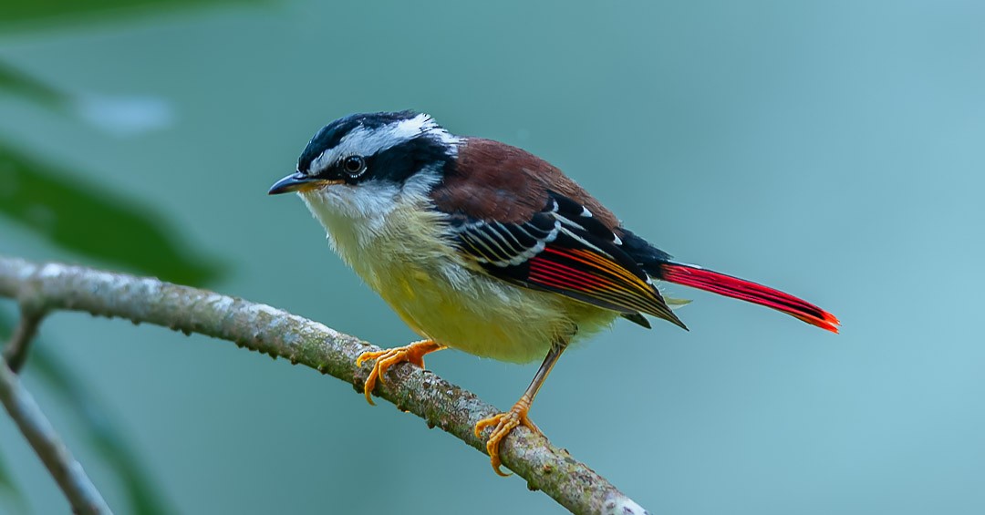 Red-tailed Minla - ML474331681
