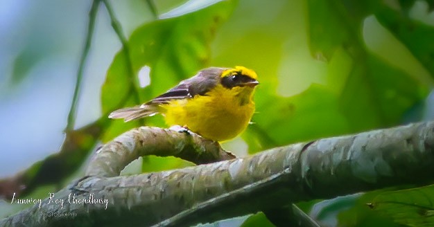 Yellow-bellied Fairy-Fantail - ML474331751