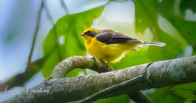 Yellow-bellied Fairy-Fantail - ML474331761