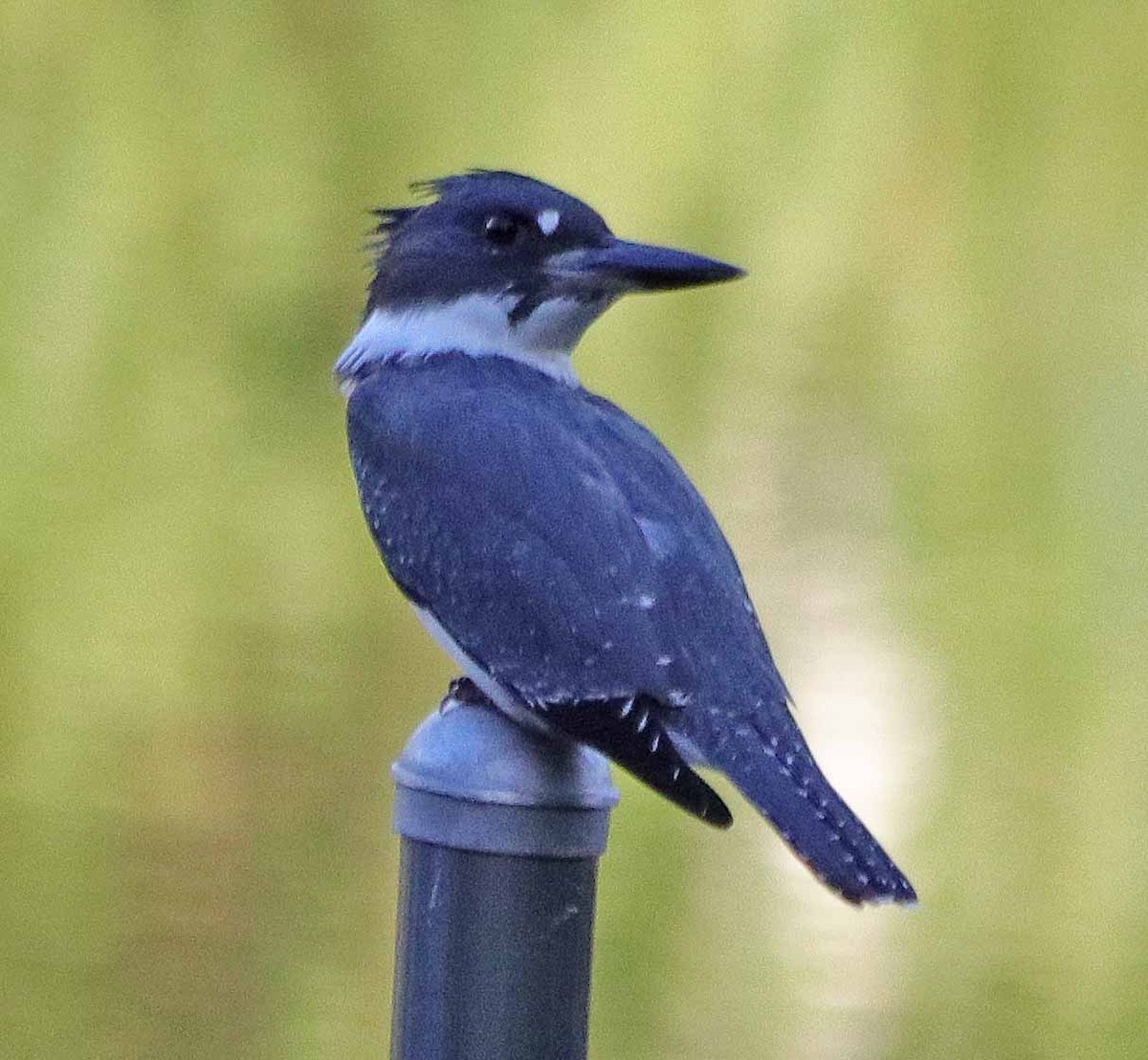 Belted Kingfisher - ML474331921