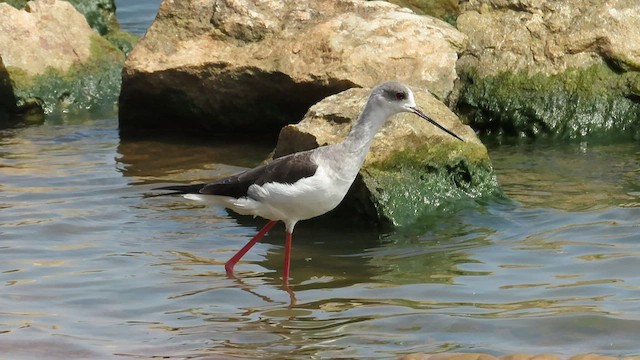 Black-winged Stilt - ML474333961