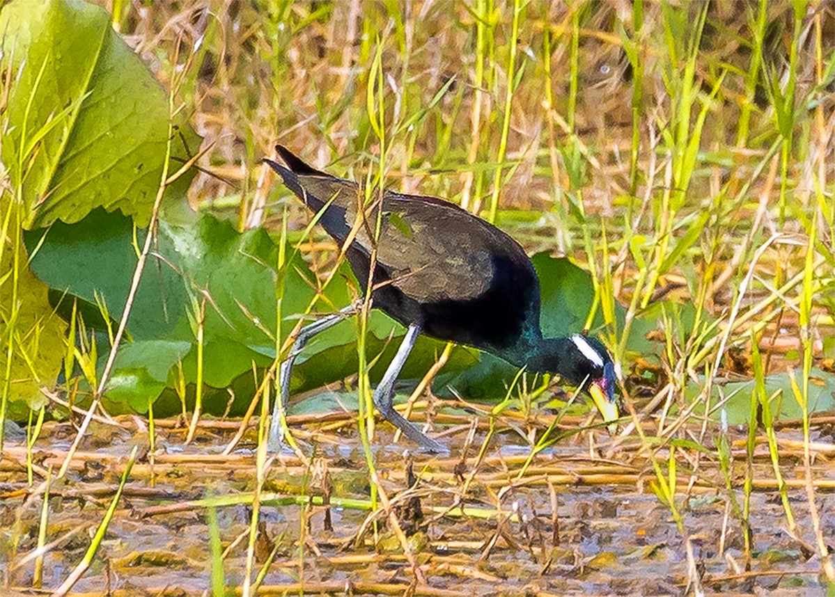 Bronze-winged Jacana - ML474334121