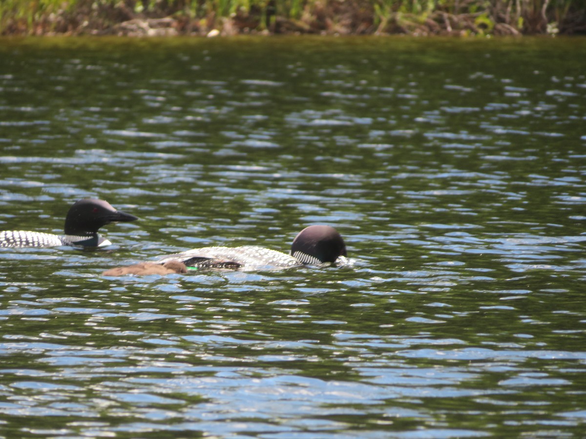 Common Loon - ML474334171