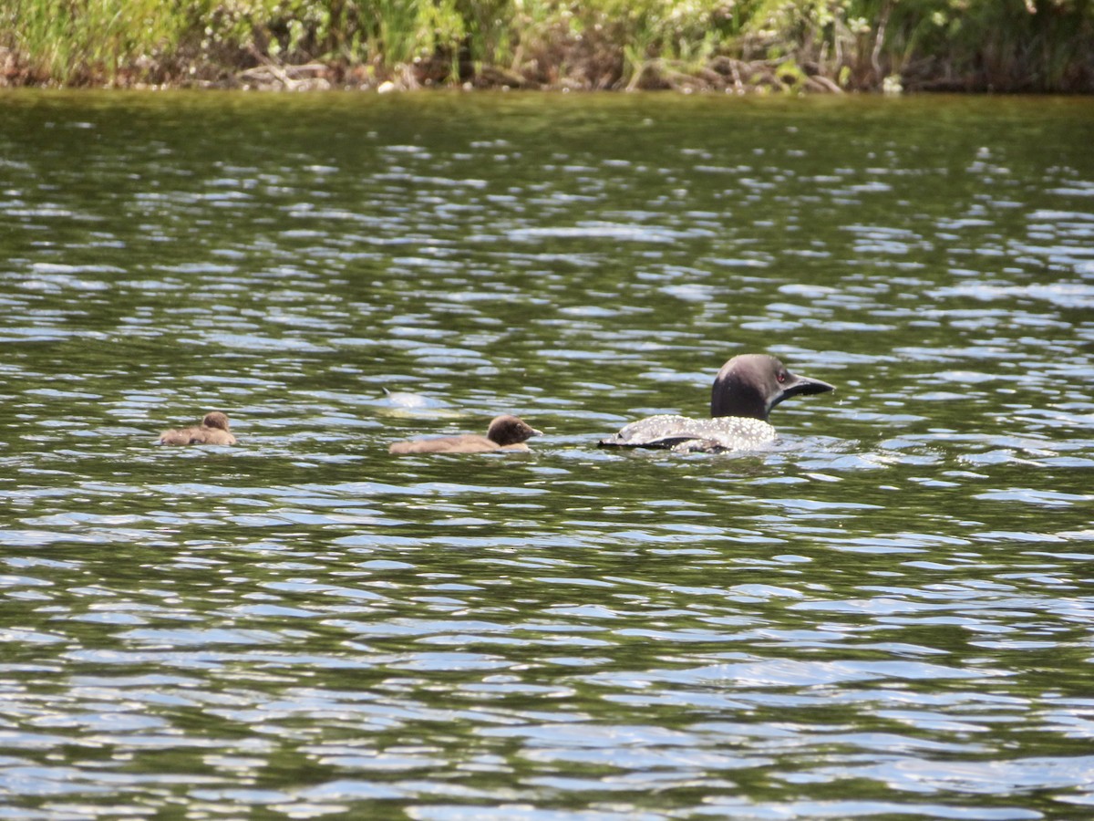 Common Loon - ML474334181