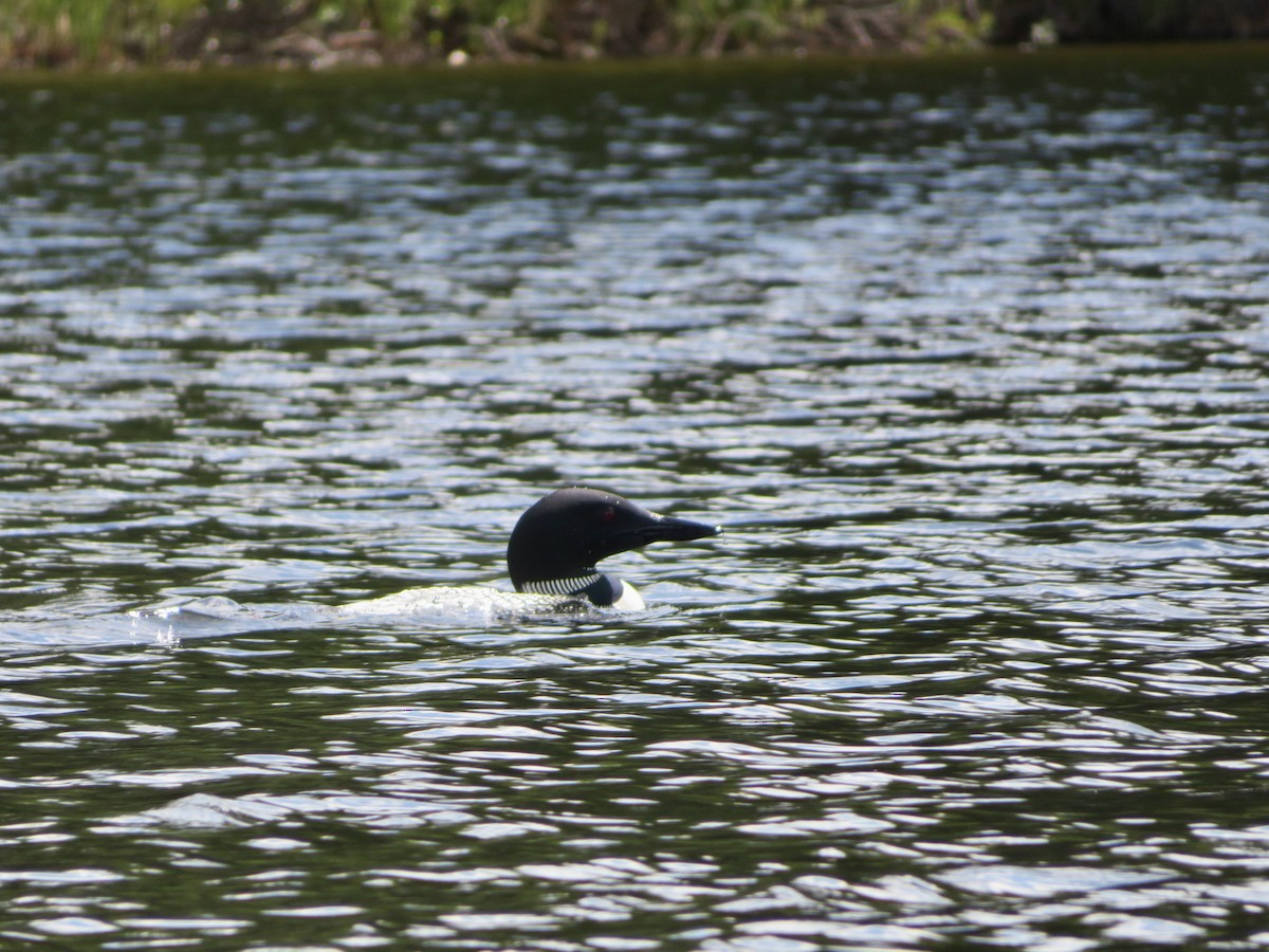 Common Loon - ML474334191