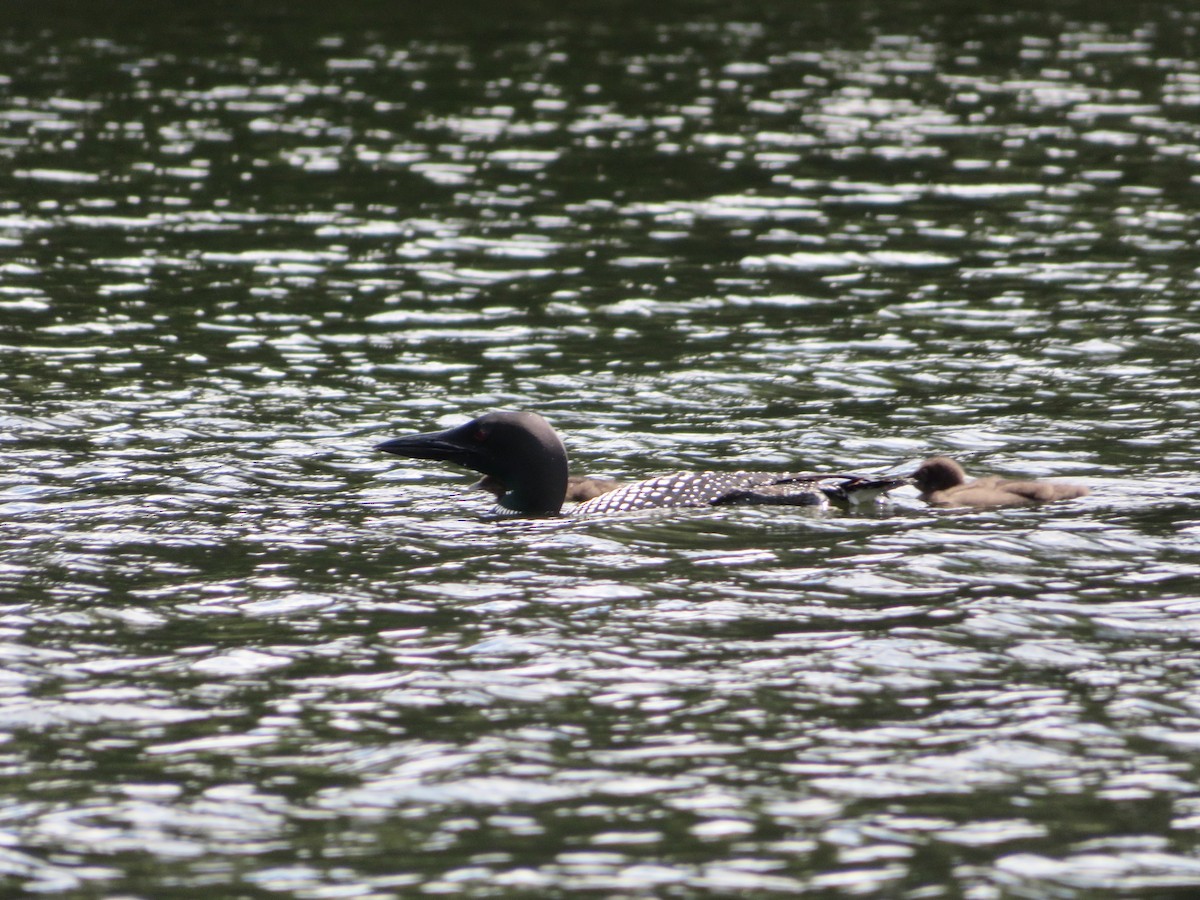 Common Loon - ML474334291