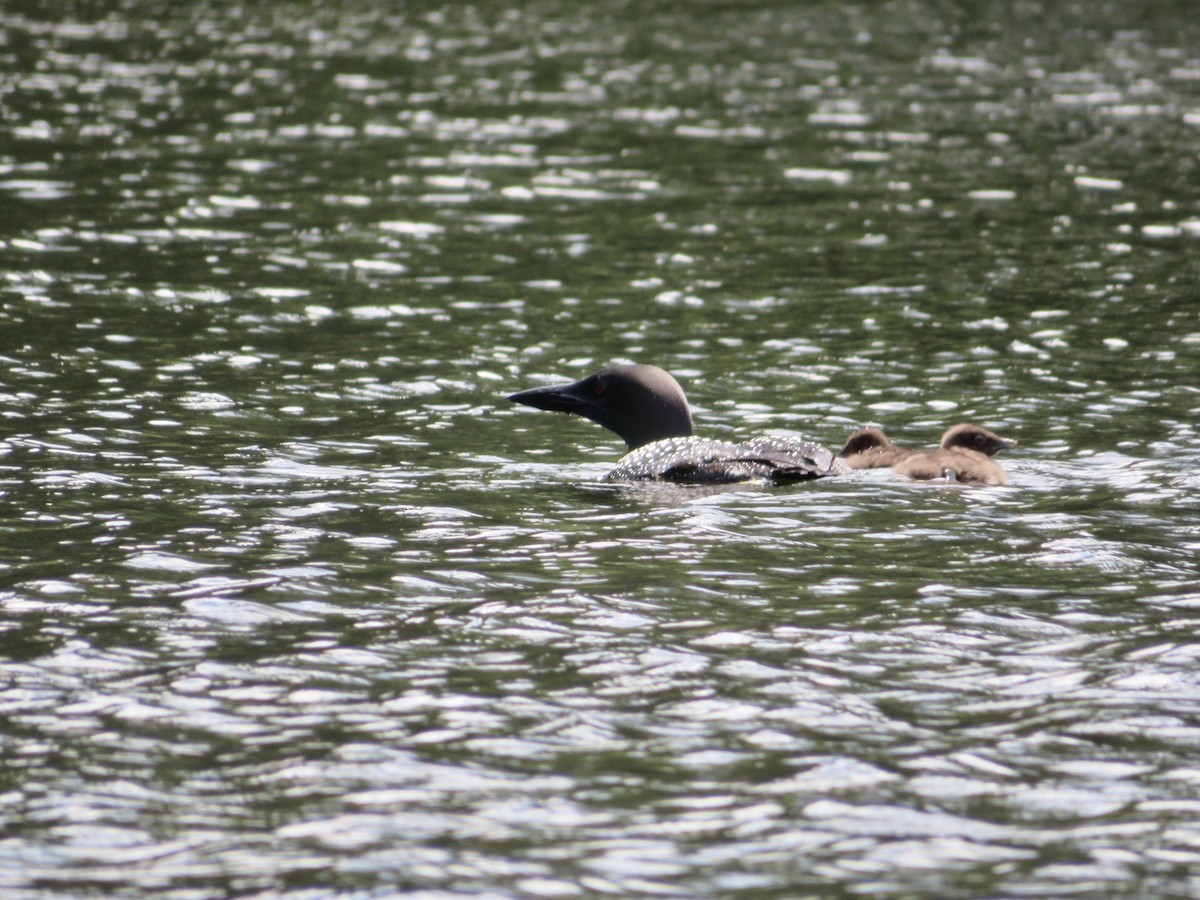 Common Loon - ML474334301