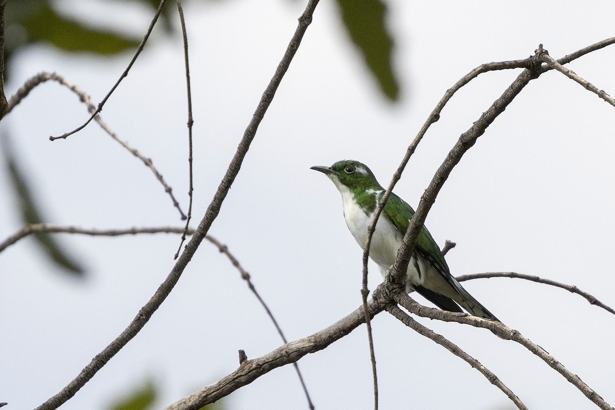 Klaas's Cuckoo - ML474334371