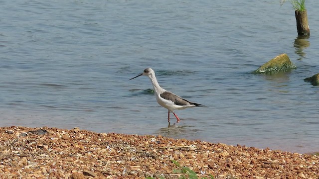 Black-winged Stilt - ML474334471