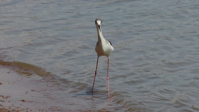 Échasse blanche - ML474334741