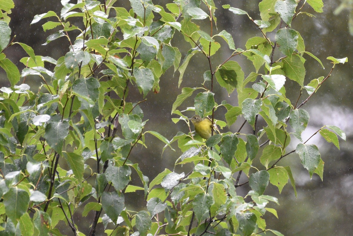 Nashville Warbler - ML474335251