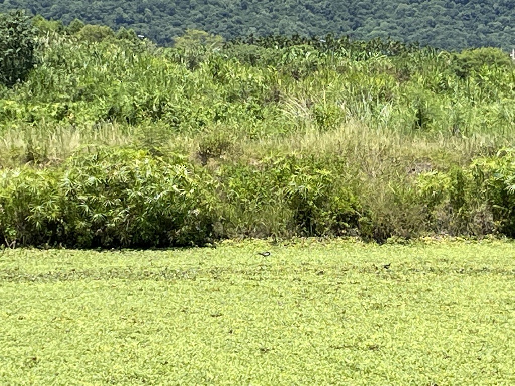 Pheasant-tailed Jacana - ML474335271