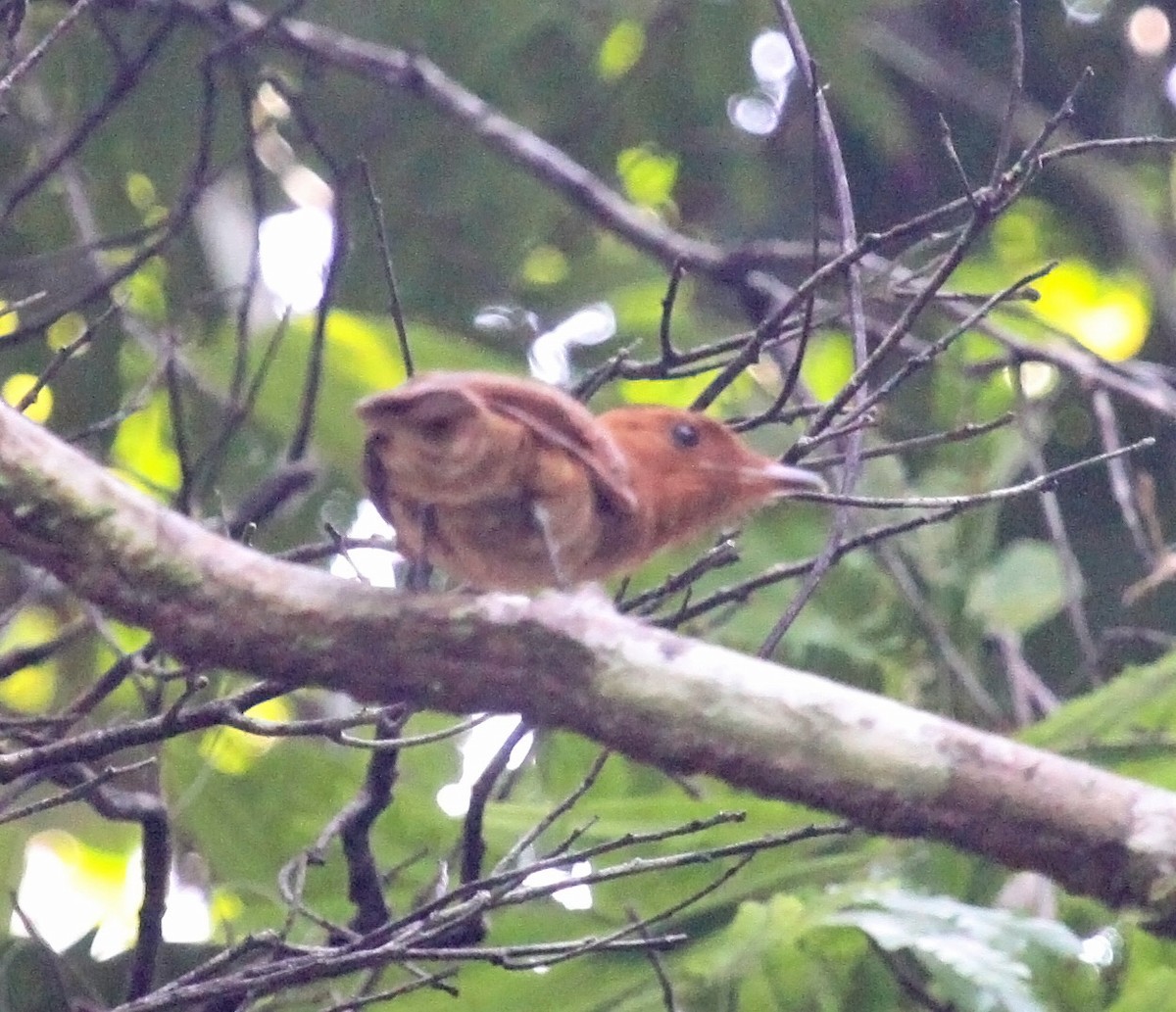 Rufous Mourner - Trevor Ellery