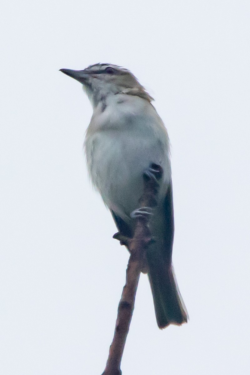 Red-eyed Vireo - Daniel Day