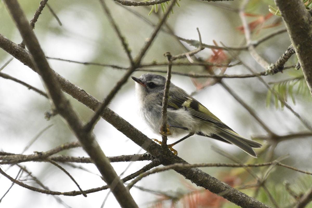 Golden-crowned Kinglet - ML474336131