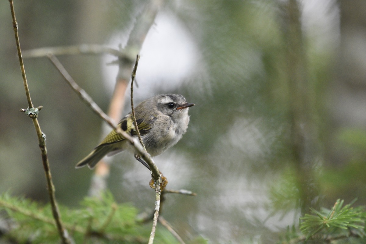 Golden-crowned Kinglet - Darren Dewitt