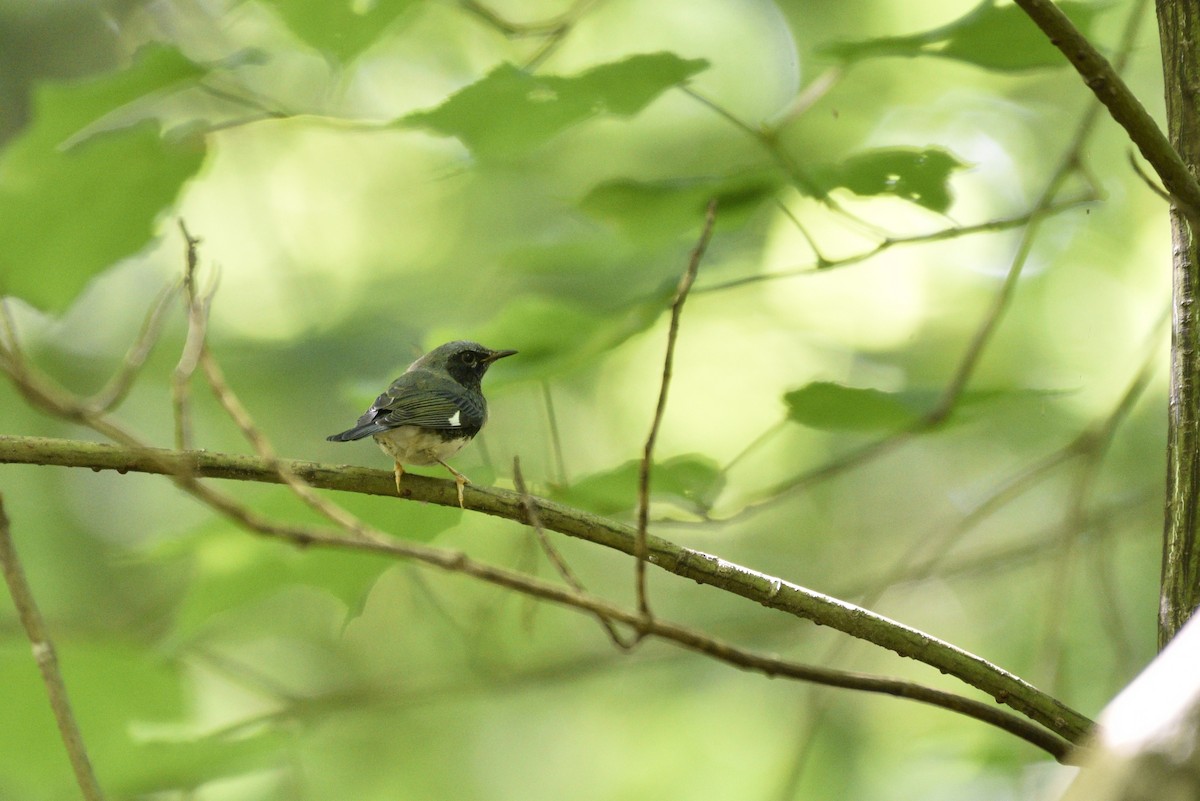 Black-throated Blue Warbler - Darren Dewitt