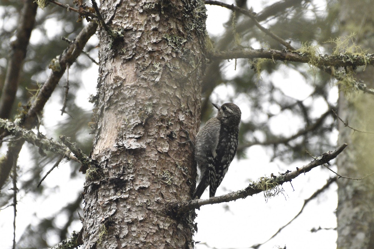 Yellow-bellied Sapsucker - ML474336341