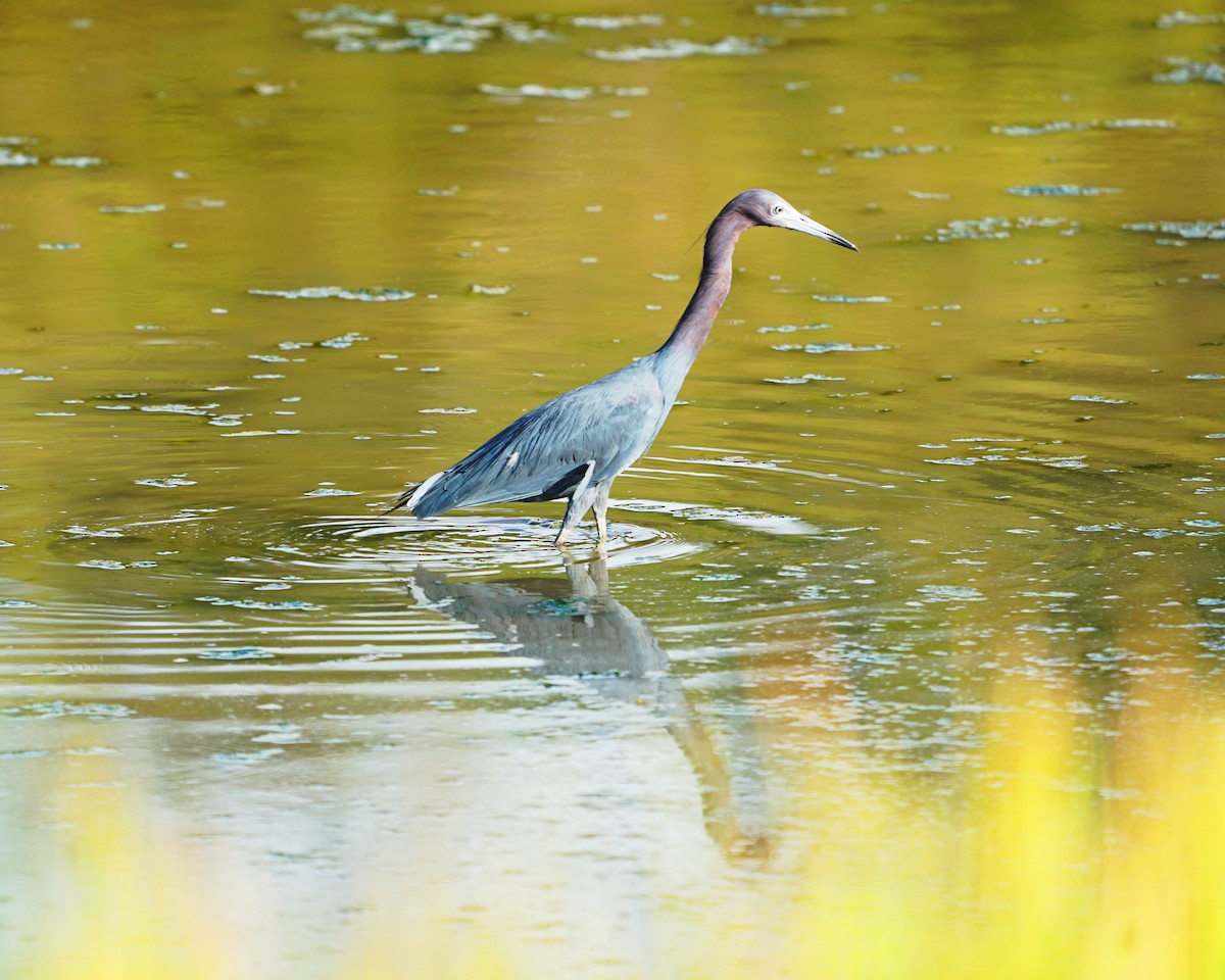 Little Blue Heron - Erich Hetzel