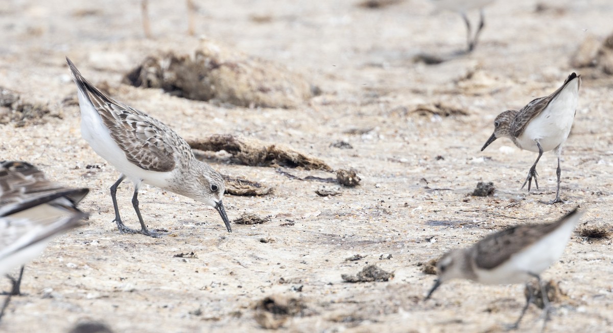 shorebird sp. - Ian Davies