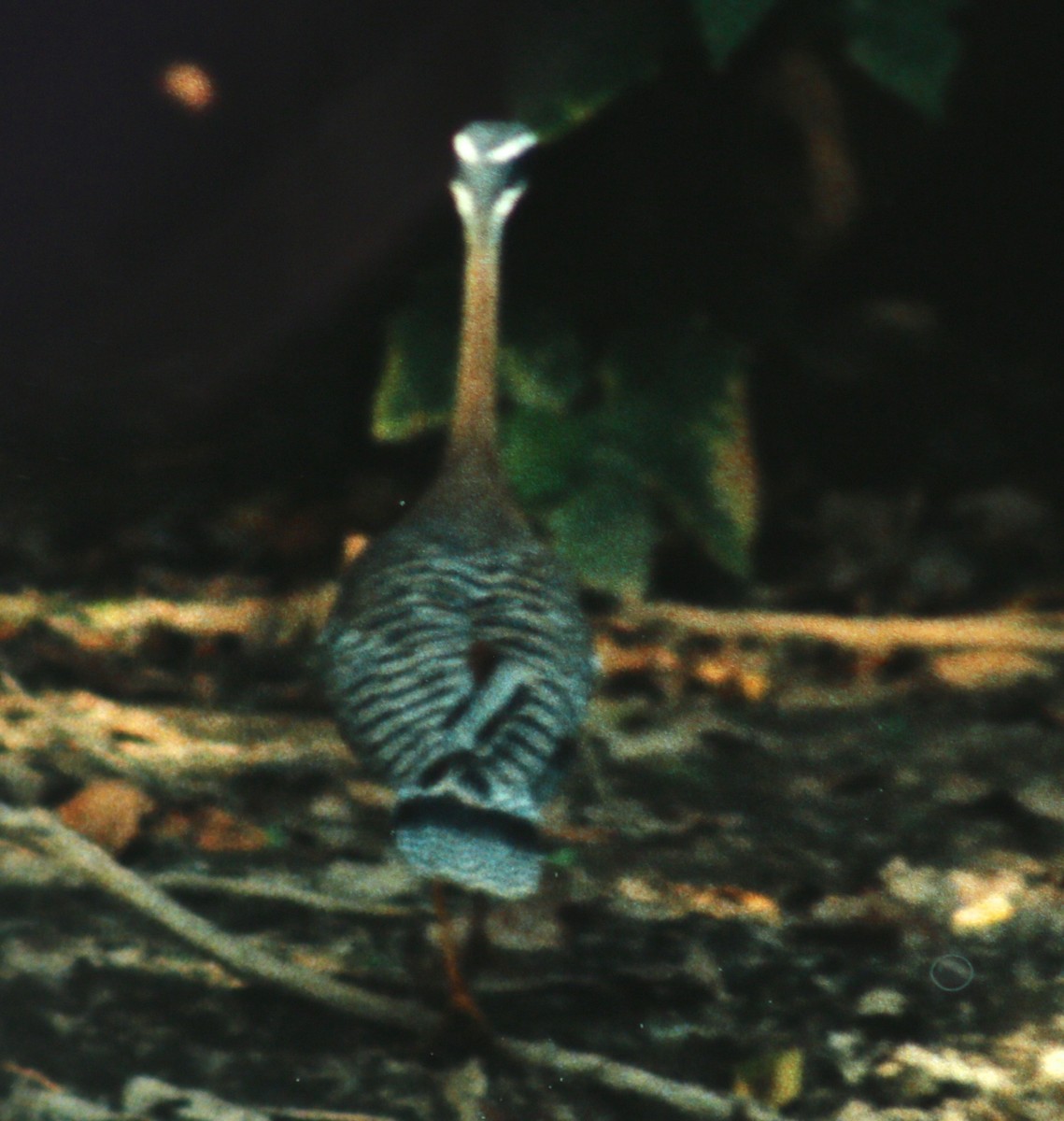 Sunbittern - ML47434091